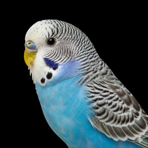 Tigrice